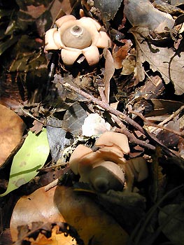 erimakitsuchiguri1102_3.jpg (33306 バイト)