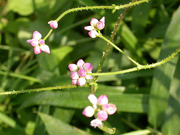 mamakonoshirinugui0903_5.jpg (28405 oCg)