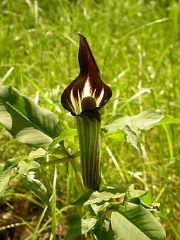 mimigatatennanshou0509_3.jpg (28875 oCg)