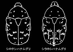 shirotenhanamuguri.jpg (10369 バイト)