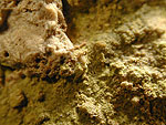 carnotite2.jpg (57384 バイト)