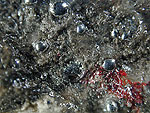 mercury1.jpg (80693 バイト)