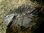molybdenite3.jpg (44595 oCg)