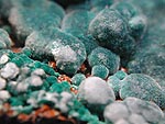 rosasite1.jpg (46314 バイト)