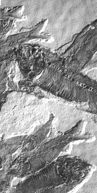fossil_fish.jpg (16972 oCg)