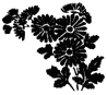 chrysanthemum.gif (1576 oCg)